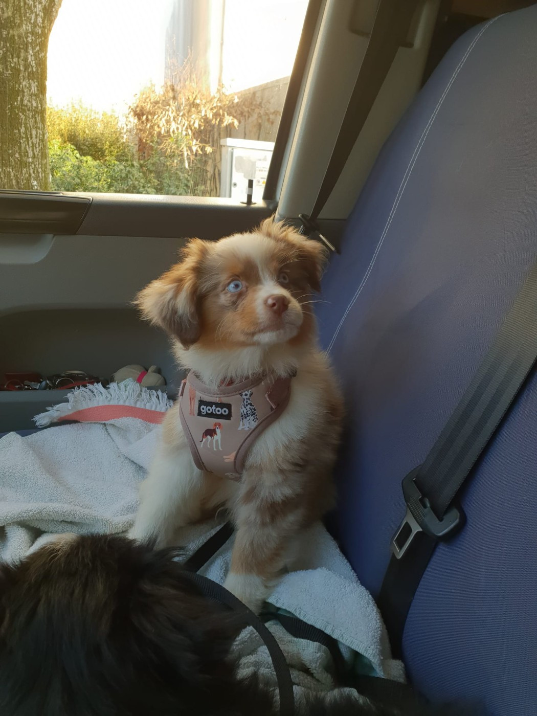 Chiot née chez nous