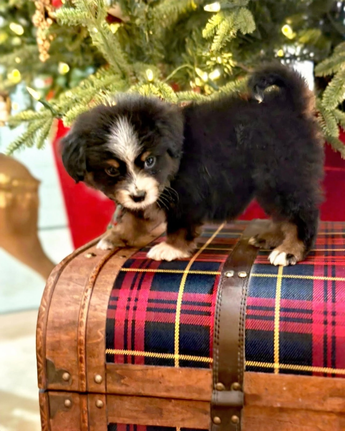 du Royaume de Nohee - Chiots disponibles - Berger Américain Miniature 