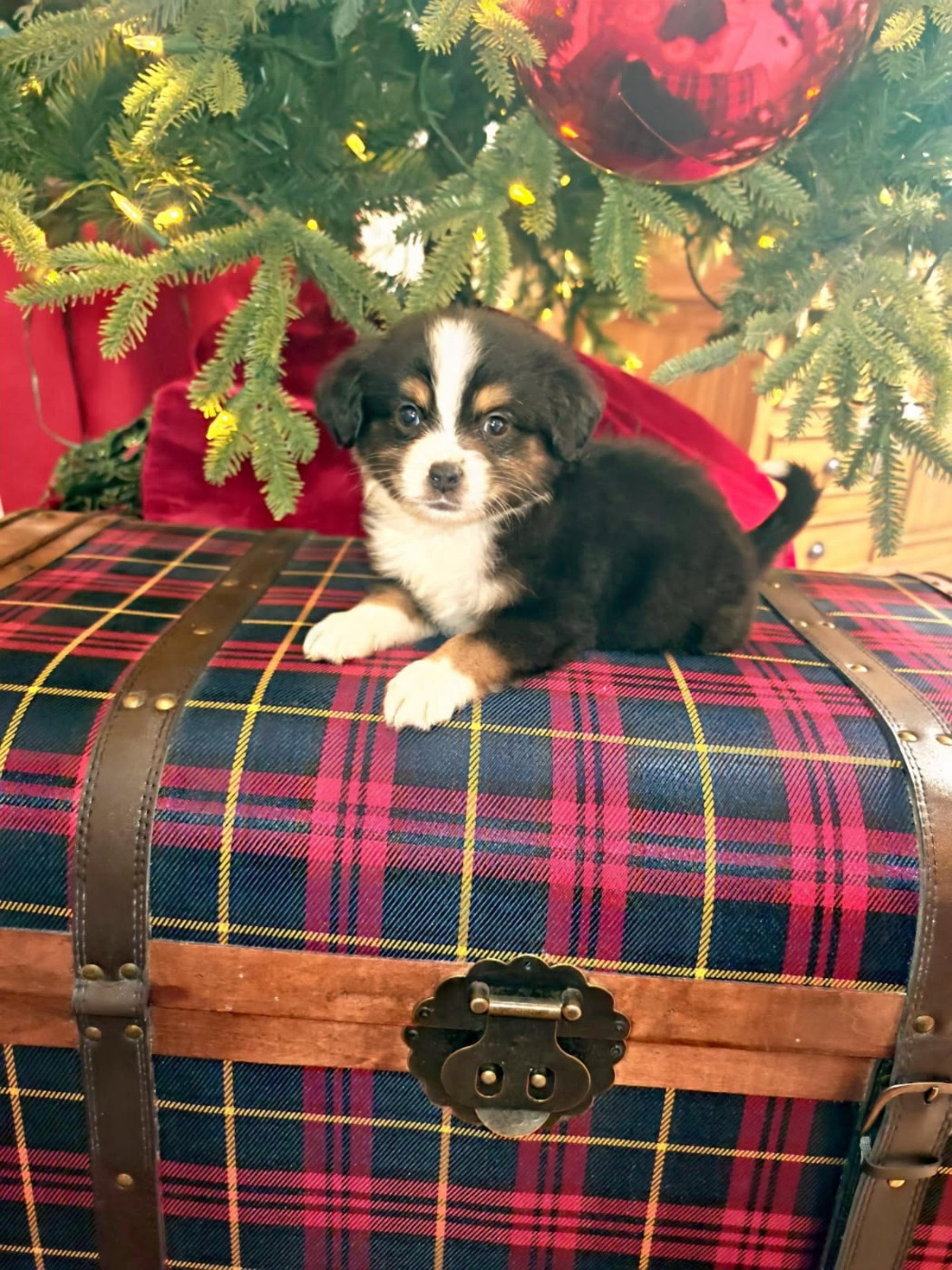 du Royaume de Nohee - Chiots disponibles - Berger Américain Miniature 