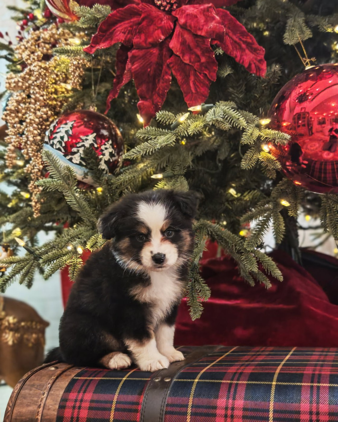 du Royaume de Nohee - Chiots disponibles - Berger Américain Miniature 