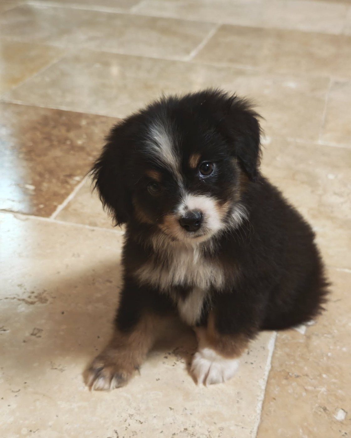 du Royaume de Nohee - Chiots disponibles - Berger Américain Miniature 