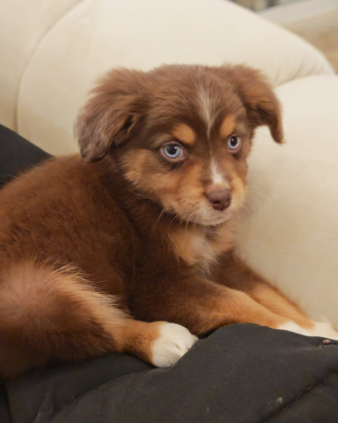 du Royaume de Nohee - Chiots disponibles - Berger Américain Miniature 