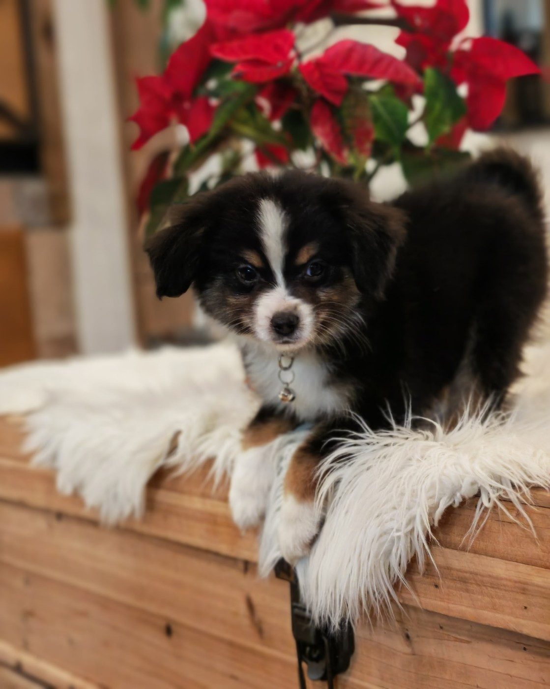 du Royaume de Nohee - Chiots disponibles - Berger Américain Miniature 