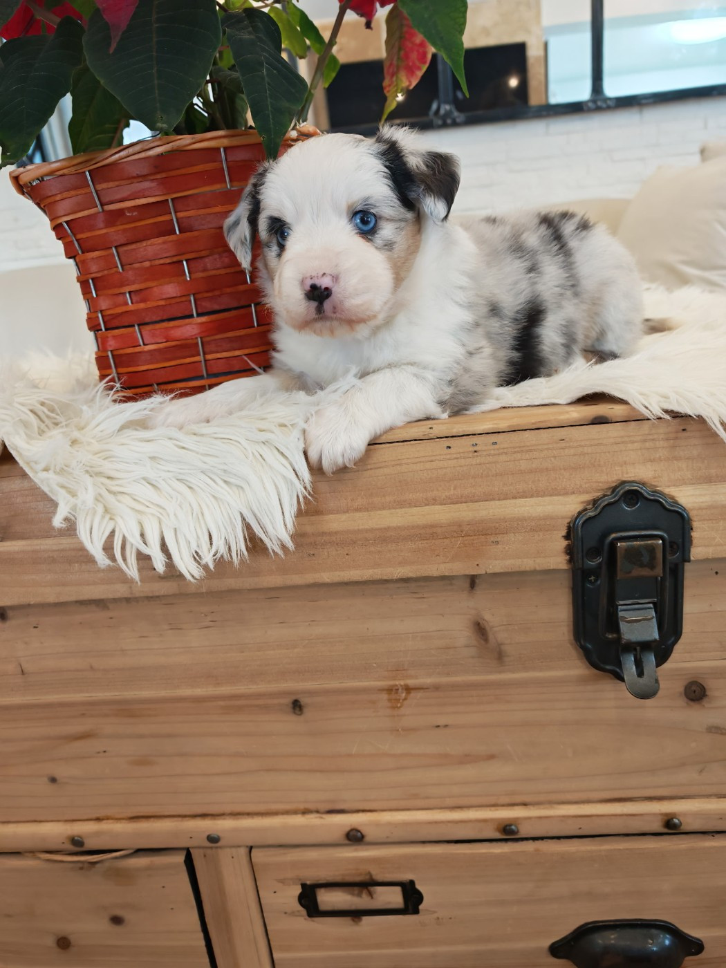 du Royaume de Nohee - Chiots disponibles - Berger Américain Miniature 