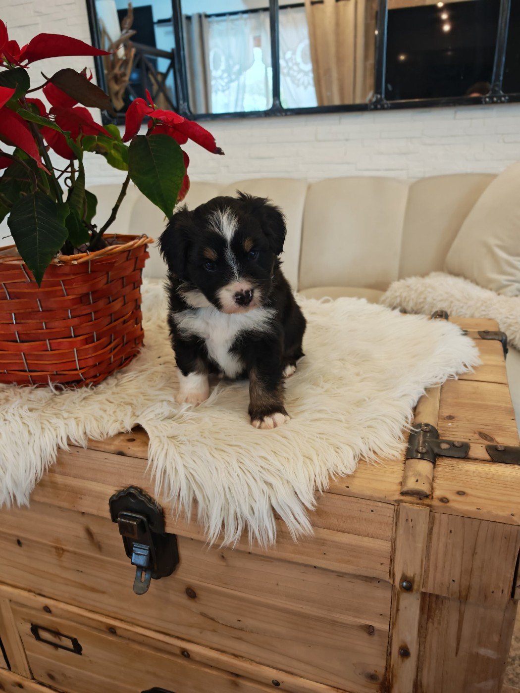 du Royaume de Nohee - Chiots disponibles - Berger Américain Miniature 