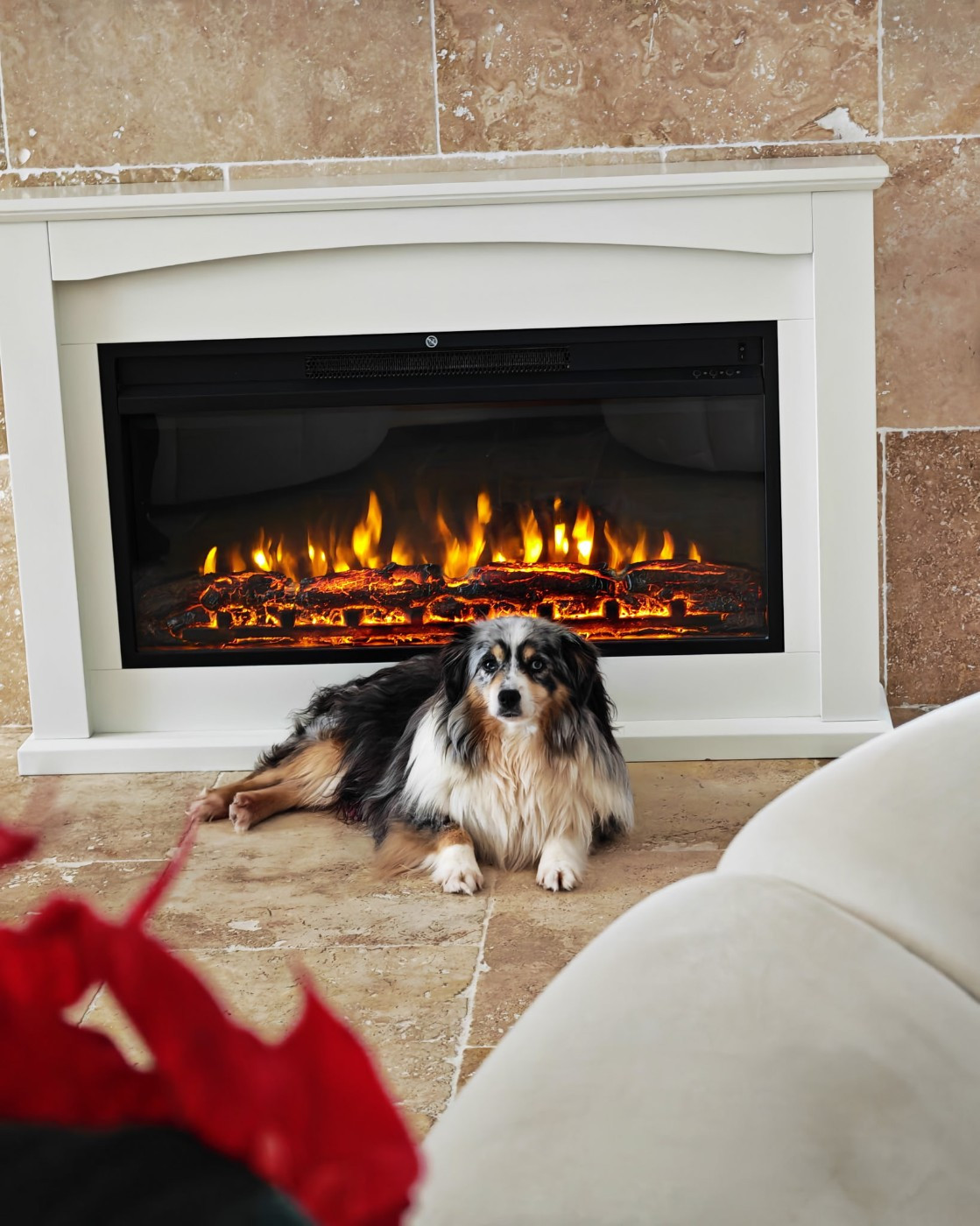 Chiot Berger Américain Miniature  du Royaume de Nohee