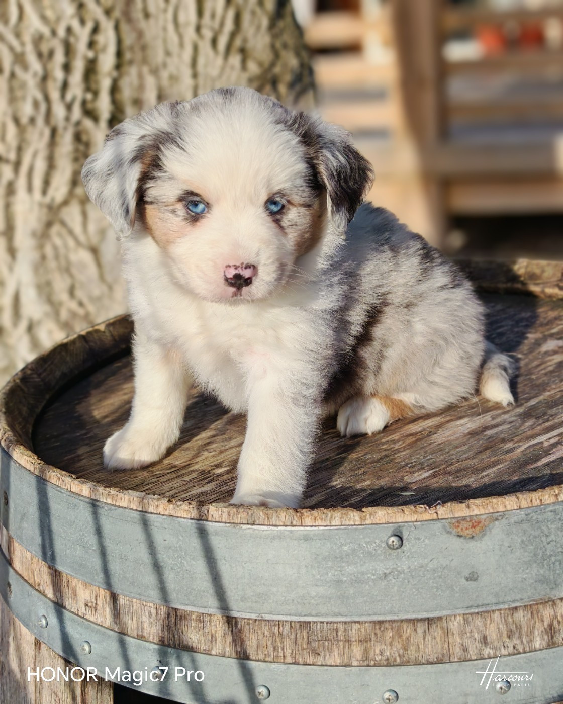 du Royaume de Nohee - Chiots disponibles - Berger Américain Miniature 