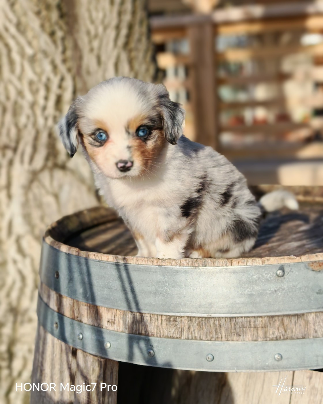 du Royaume de Nohee - Chiots disponibles - Berger Américain Miniature 