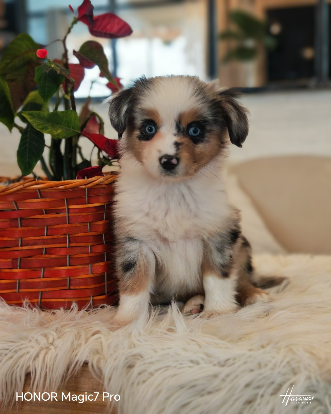 du Royaume de Nohee - Chiots disponibles - Berger Américain Miniature 