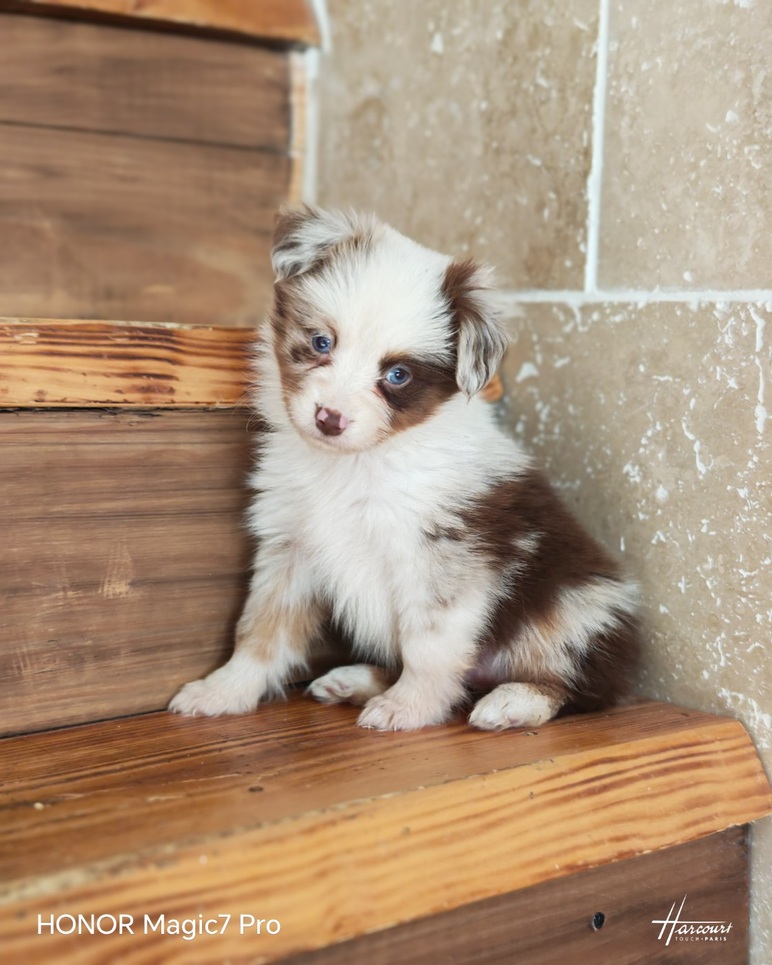 du Royaume de Nohee - Chiots disponibles - Berger Américain Miniature 