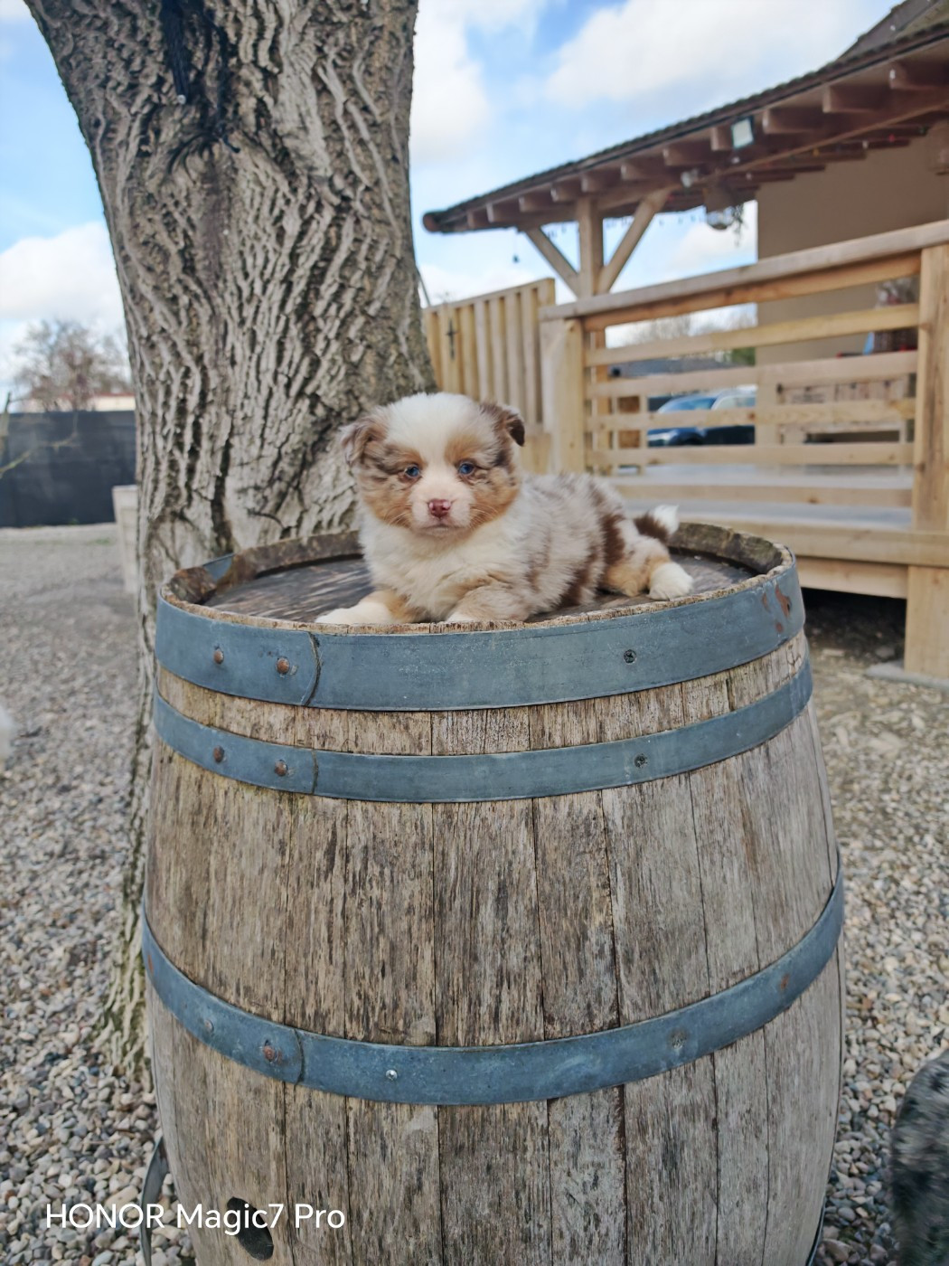 du Royaume de Nohee - Chiots disponibles - Berger Américain Miniature 