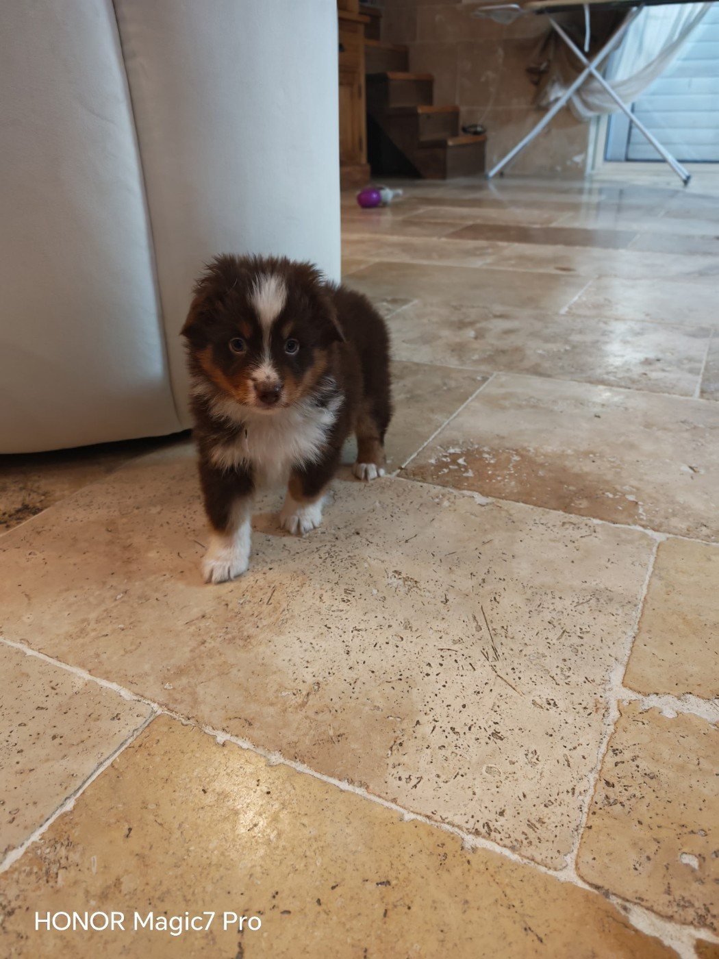 du Royaume de Nohee - Chiots disponibles - Berger Américain Miniature 