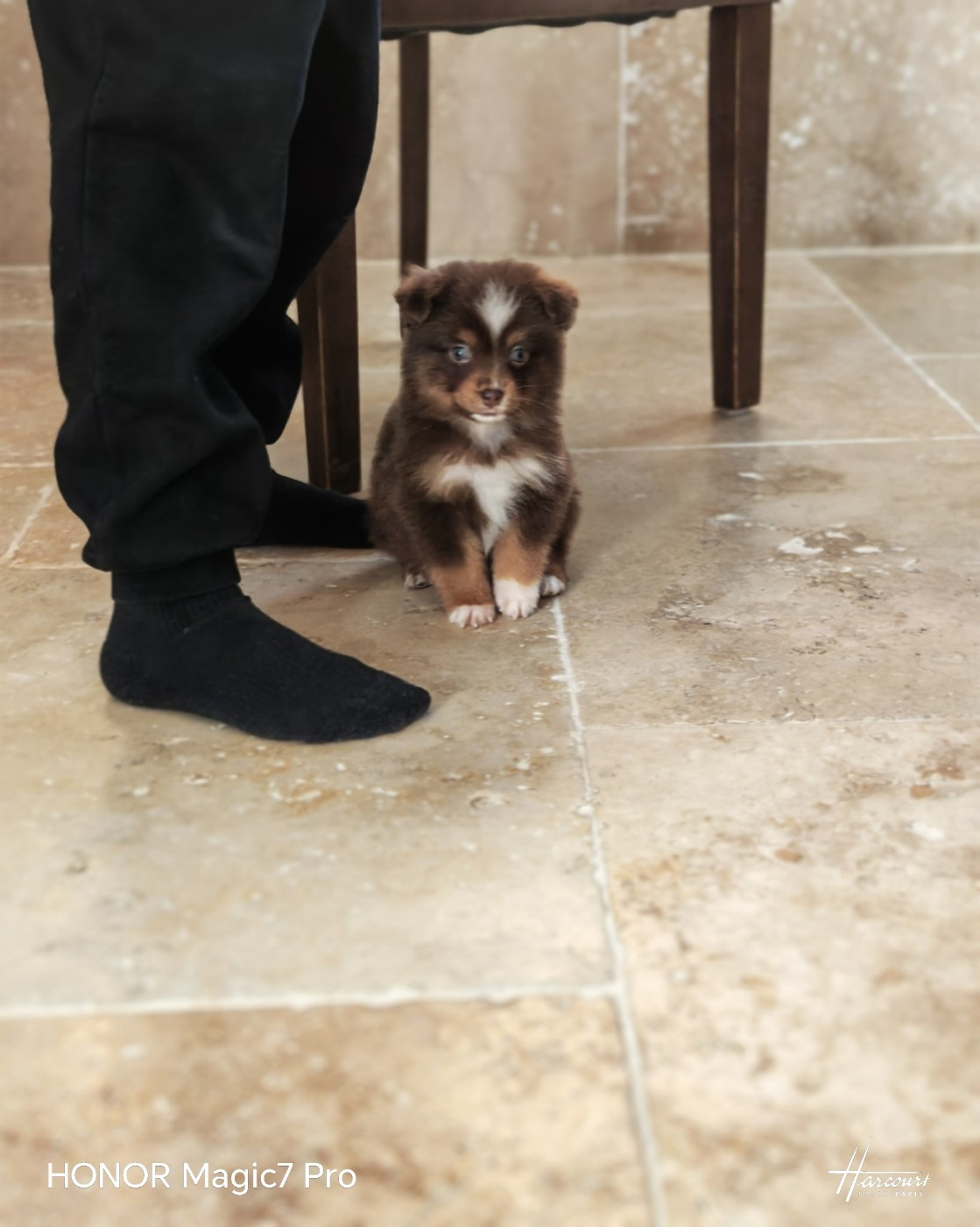 du Royaume de Nohee - Chiots disponibles - Berger Américain Miniature 