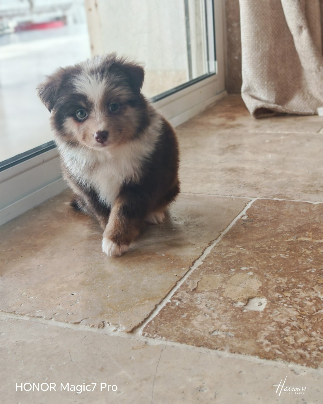 du Royaume de Nohee - Chiots disponibles - Berger Américain Miniature 