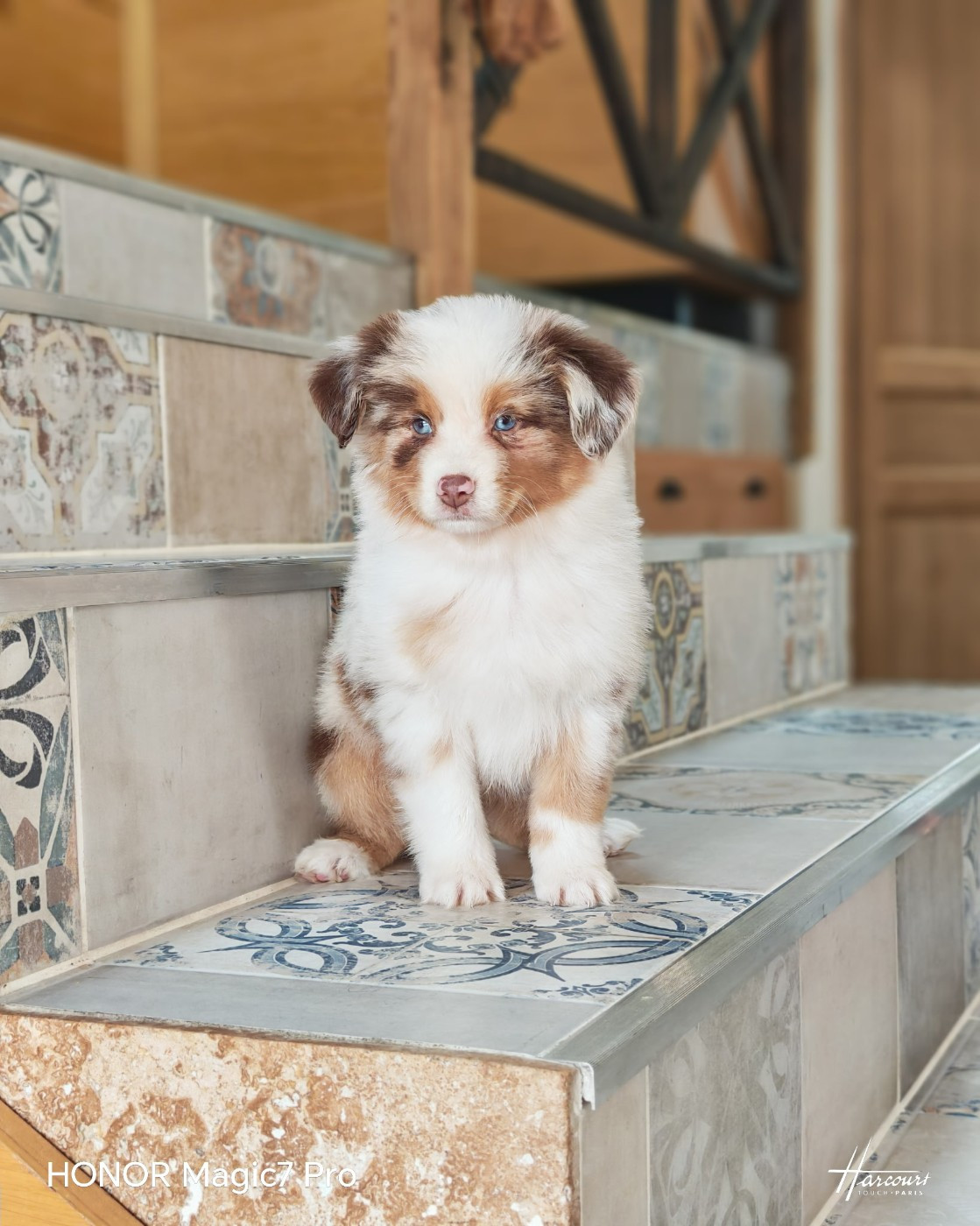 du Royaume de Nohee - Chiots disponibles - Berger Américain Miniature 