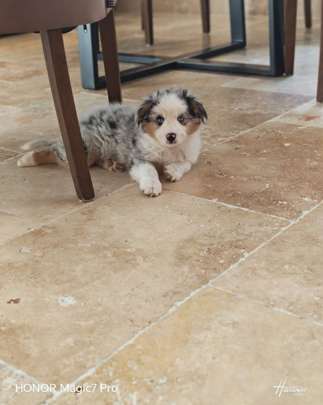 du Royaume de Nohee - Chiots disponibles - Berger Américain Miniature 