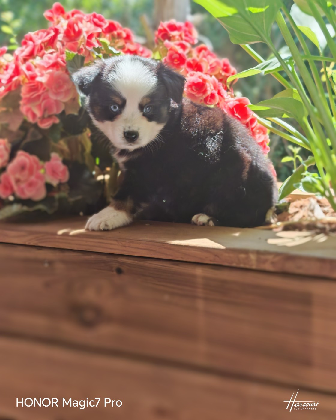 du Royaume de Nohee - Chiots disponibles - Berger Américain Miniature 