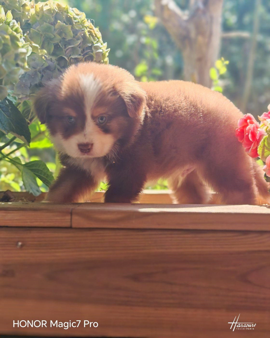 du Royaume de Nohee - Chiots disponibles - Berger Américain Miniature 
