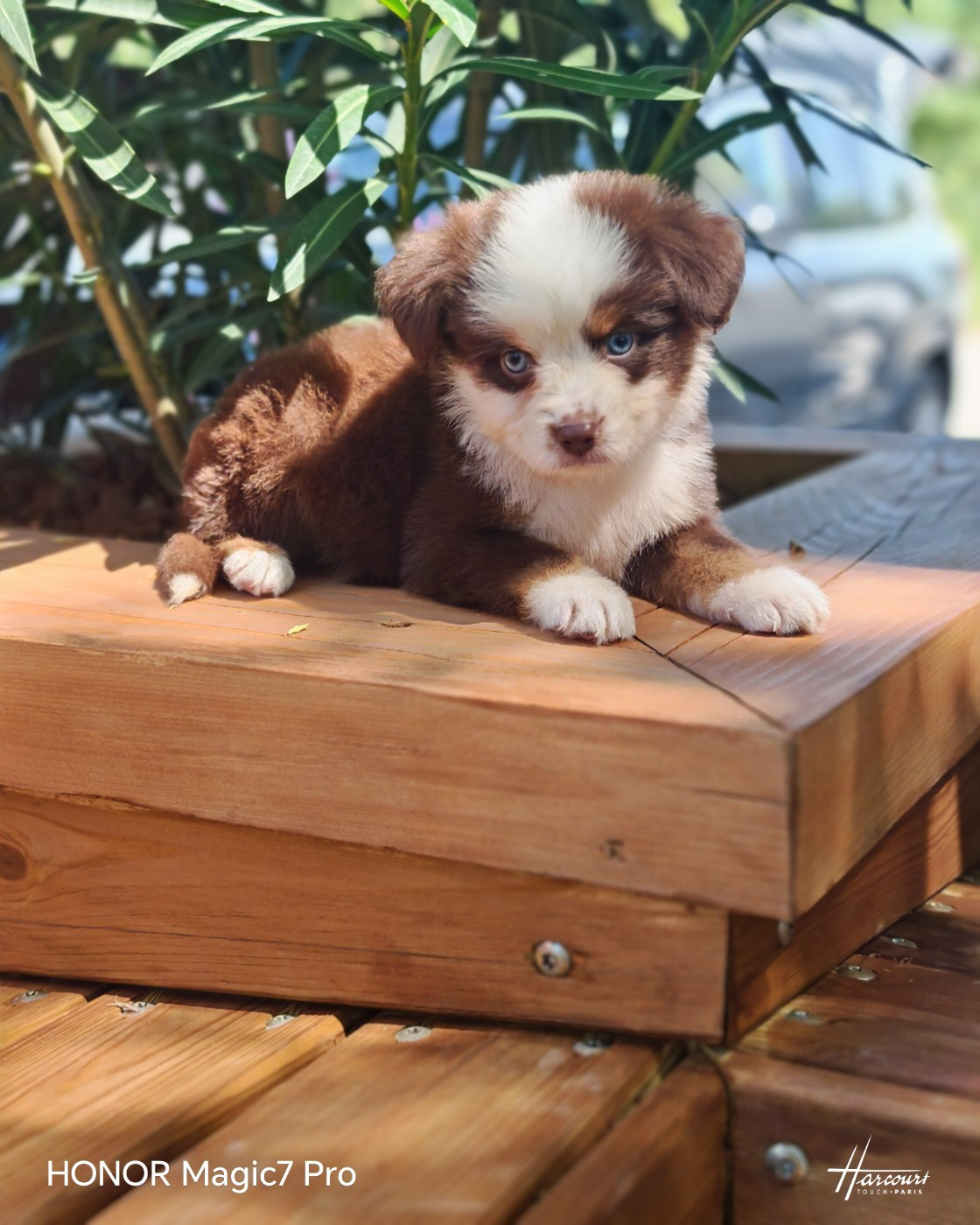 du Royaume de Nohee - Chiots disponibles - Berger Américain Miniature 