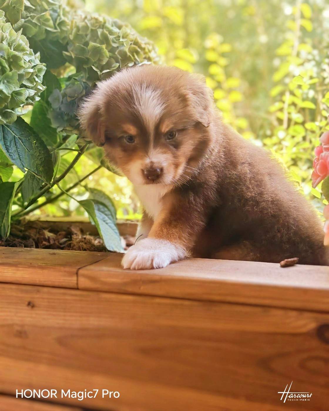 du Royaume de Nohee - Chiots disponibles - Berger Américain Miniature 