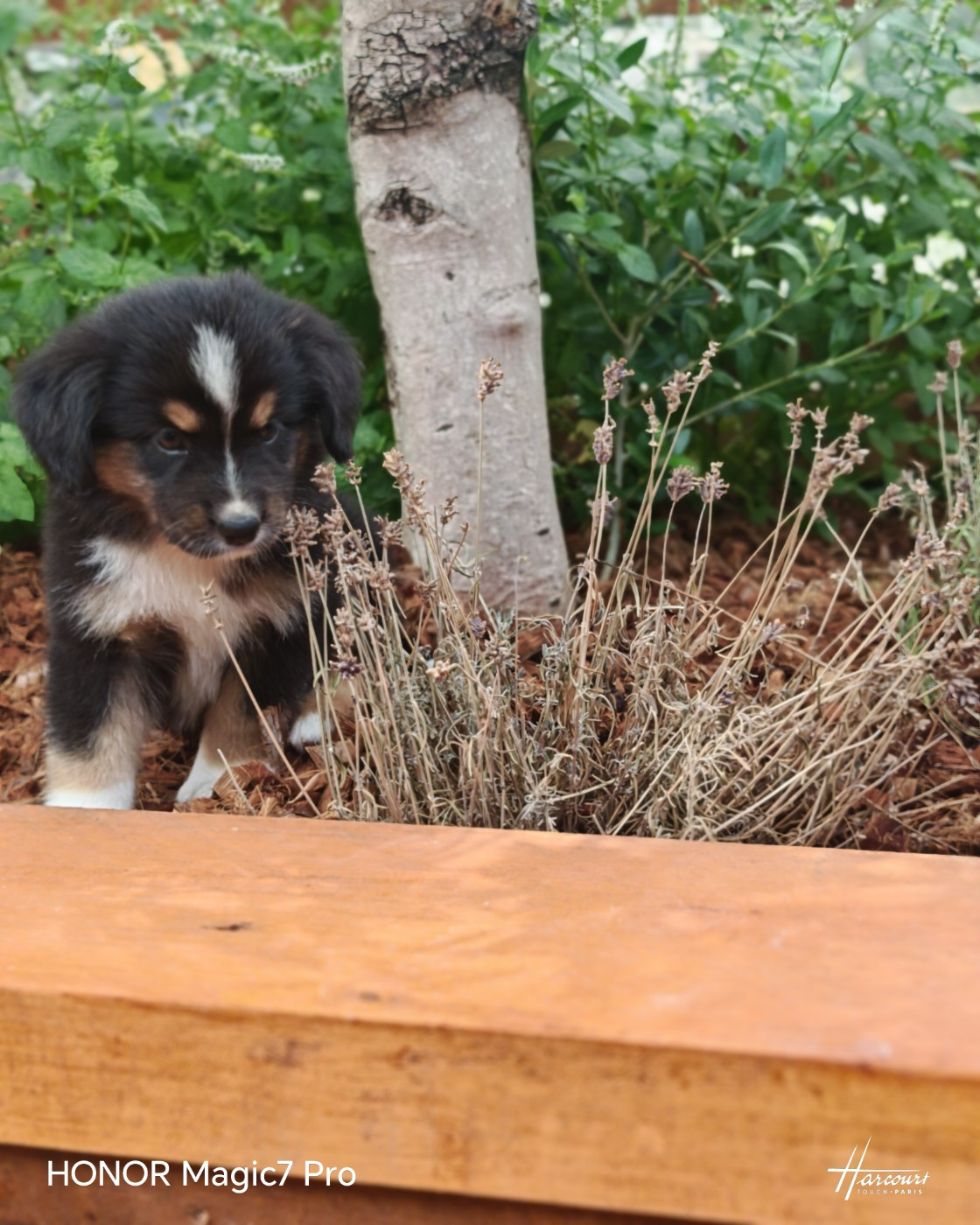 du Royaume de Nohee - Chiots disponibles - Berger Américain Miniature 