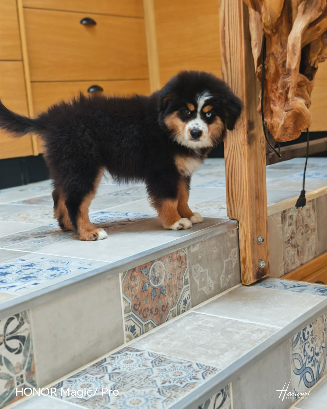 du Royaume de Nohee - Chiots disponibles - Berger Américain Miniature 