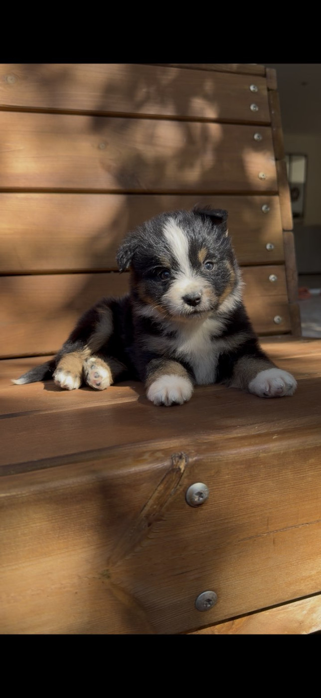 du Royaume de Nohee - Chiots disponibles - Berger Américain Miniature 