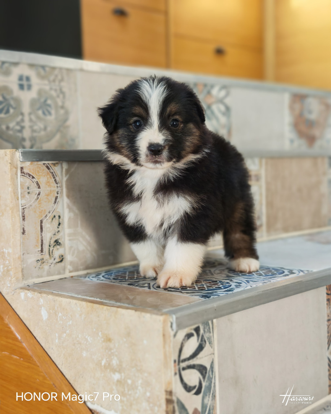 du Royaume de Nohee - Chiots disponibles - Berger Américain Miniature 