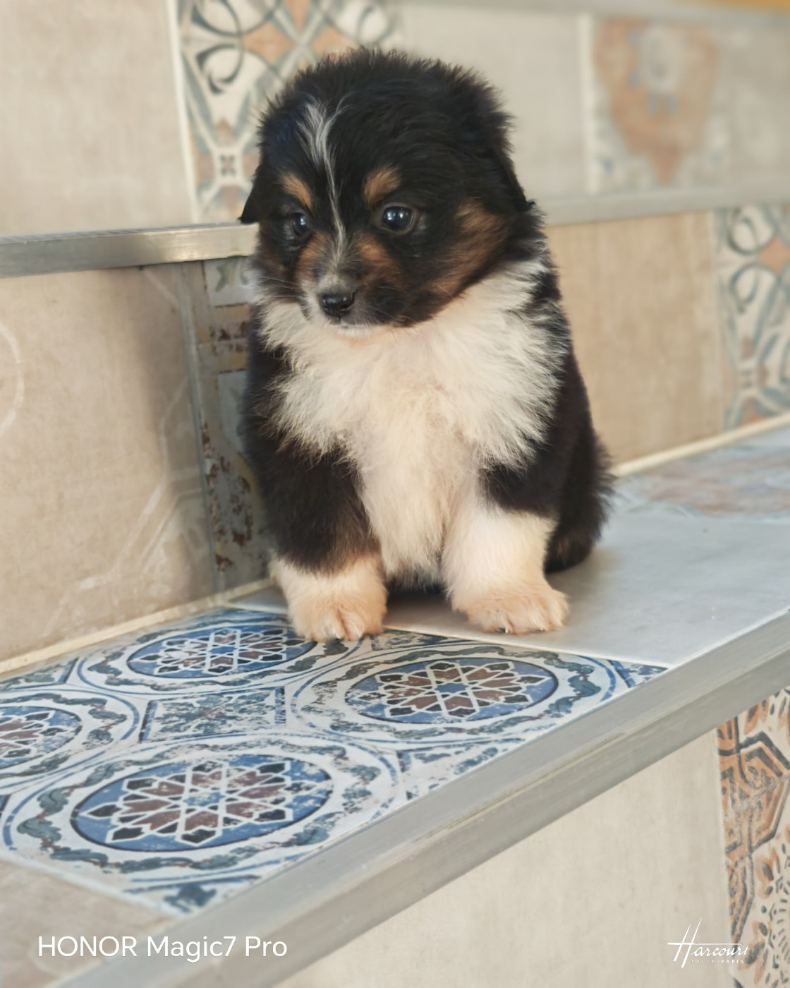 du Royaume de Nohee - Chiots disponibles - Berger Américain Miniature 