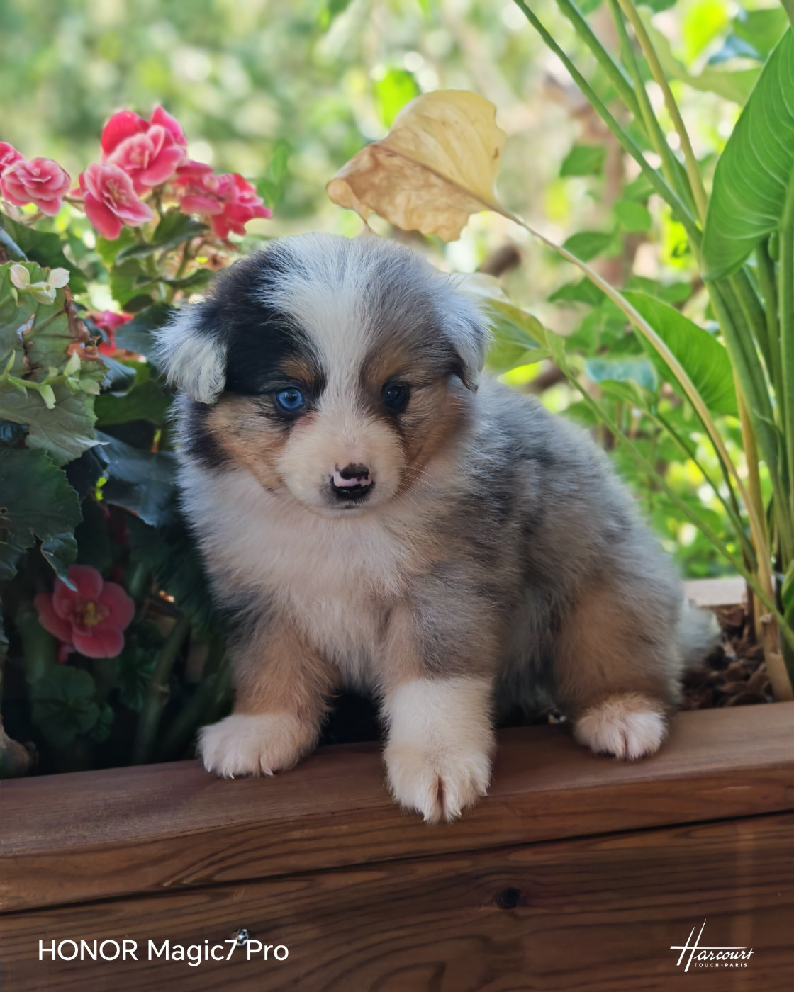 du Royaume de Nohee - Chiots disponibles - Berger Américain Miniature 
