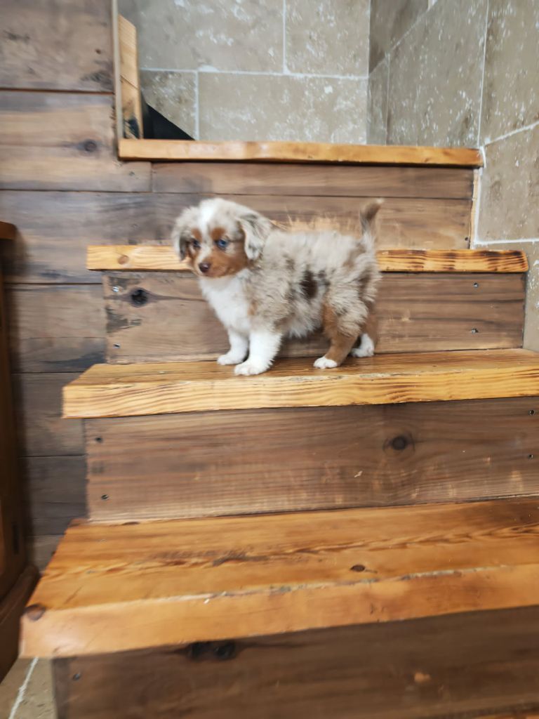 du Royaume de Nohee - Chiots disponibles - Berger Américain Miniature 