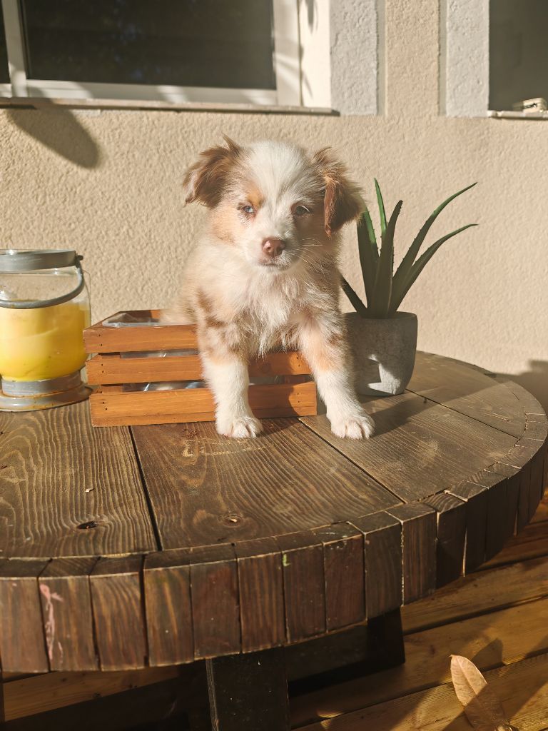 du Royaume de Nohee - Chiots disponibles - Berger Américain Miniature 