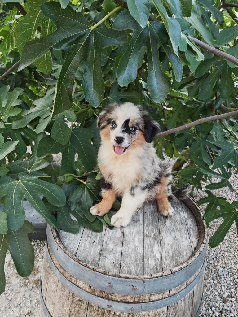 du Royaume de Nohee - Chiots disponibles - Berger Américain Miniature 