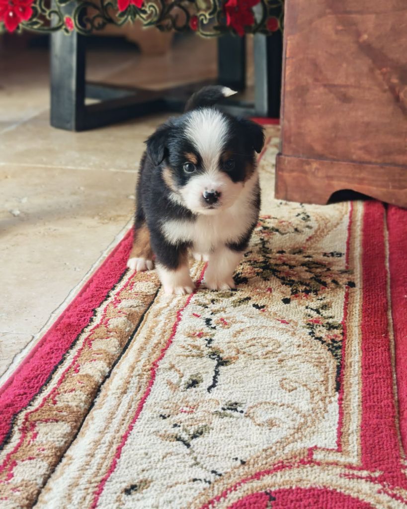 du Royaume de Nohee - Chiots disponibles - Berger Américain Miniature 