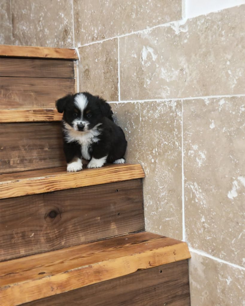 du Royaume de Nohee - Chiots disponibles - Berger Américain Miniature 