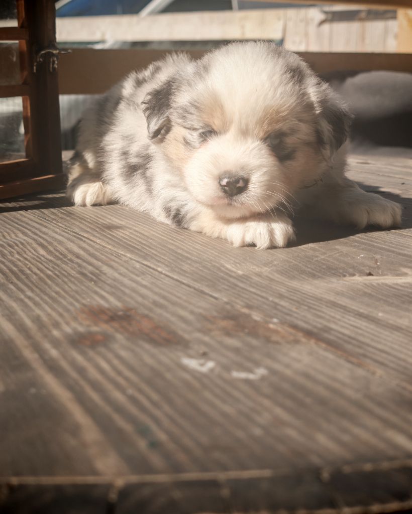 du Royaume de Nohee - Chiots disponibles - Berger Américain Miniature 