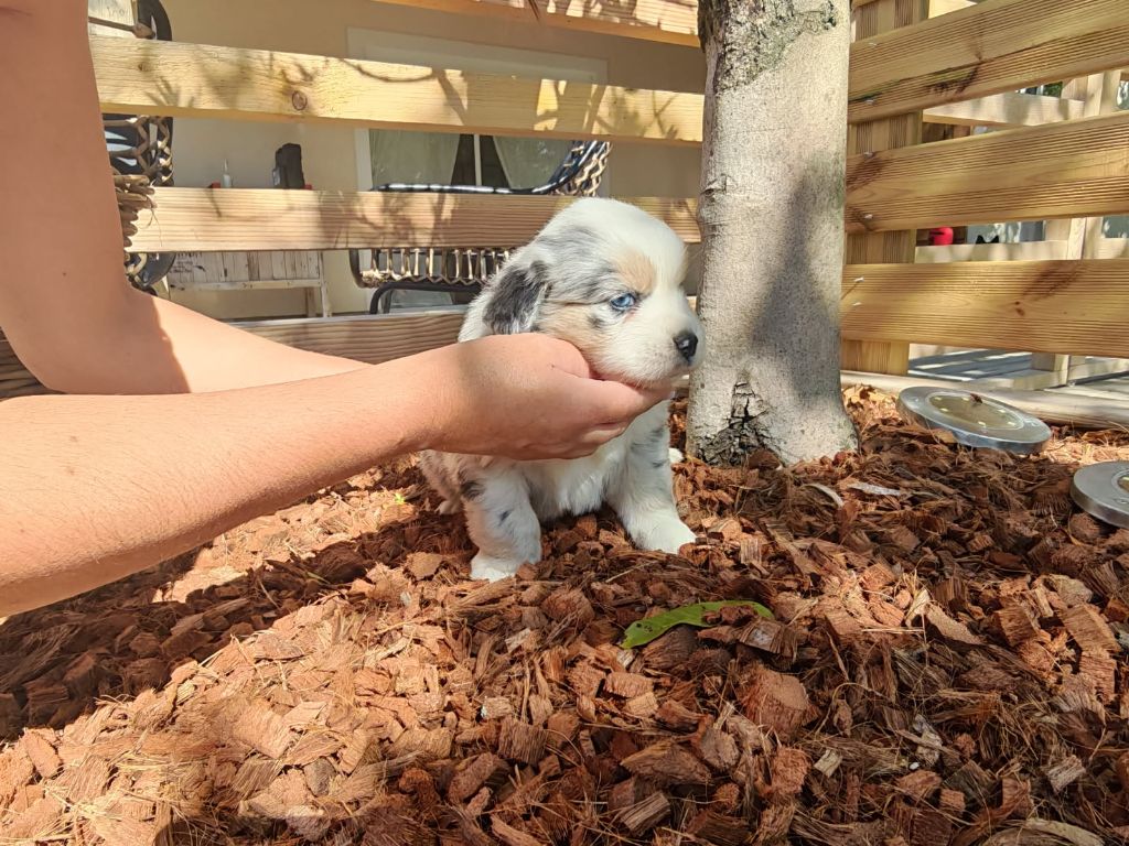 du Royaume de Nohee - Chiots disponibles - Berger Américain Miniature 
