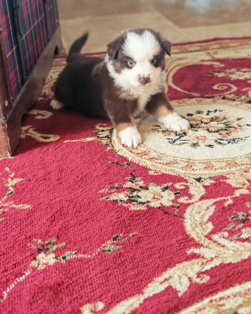 du Royaume de Nohee - Chiots disponibles - Berger Américain Miniature 