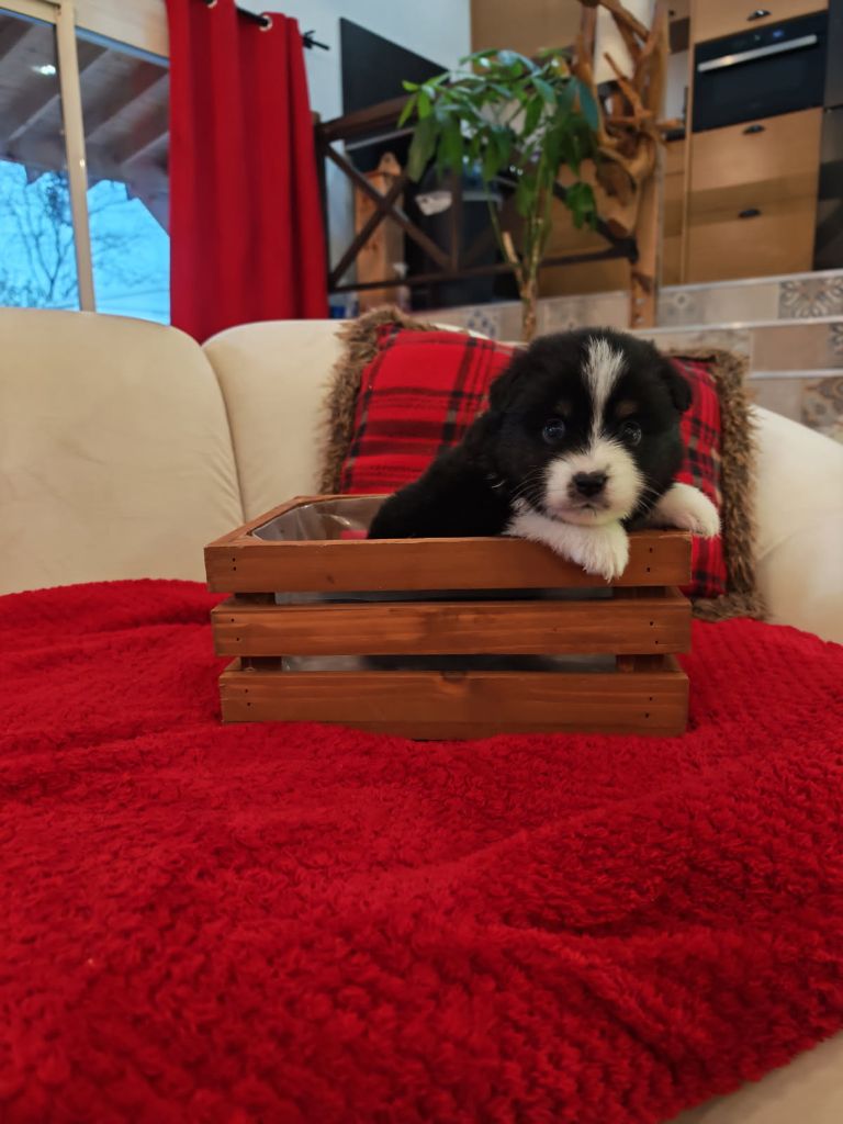 du Royaume de Nohee - Chiots disponibles - Berger Américain Miniature 