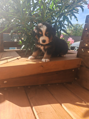 Chiot N°1