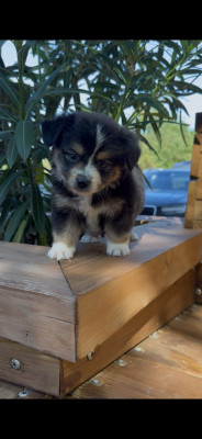 Baxter