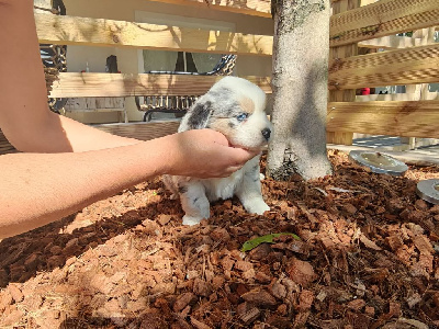 CHIOT 4
