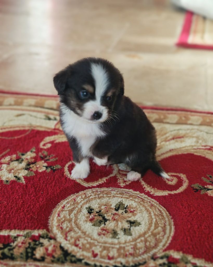 du Royaume de Nohee - Chiots disponibles - Berger Américain Miniature 