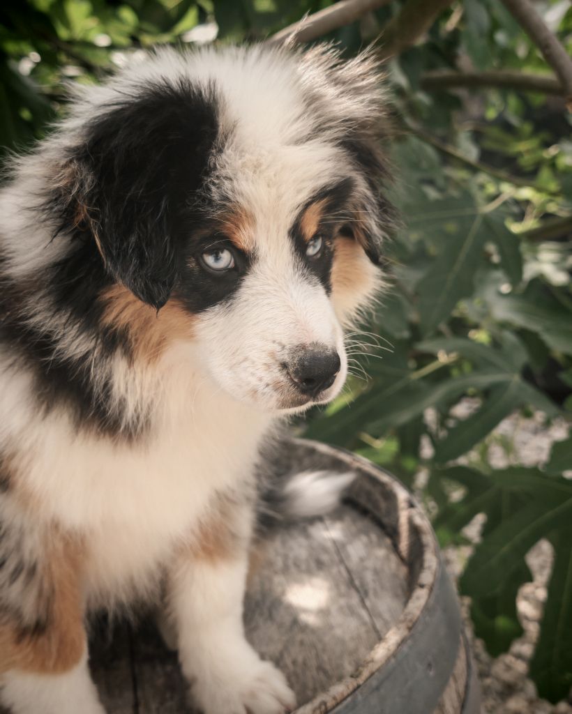 du Royaume de Nohee - Chiots disponibles - Berger Américain Miniature 