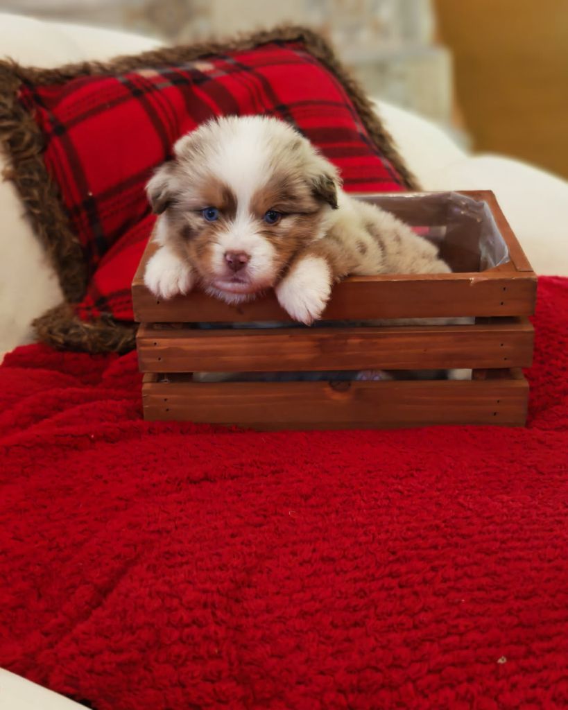 du Royaume de Nohee - Chiots disponibles - Berger Américain Miniature 