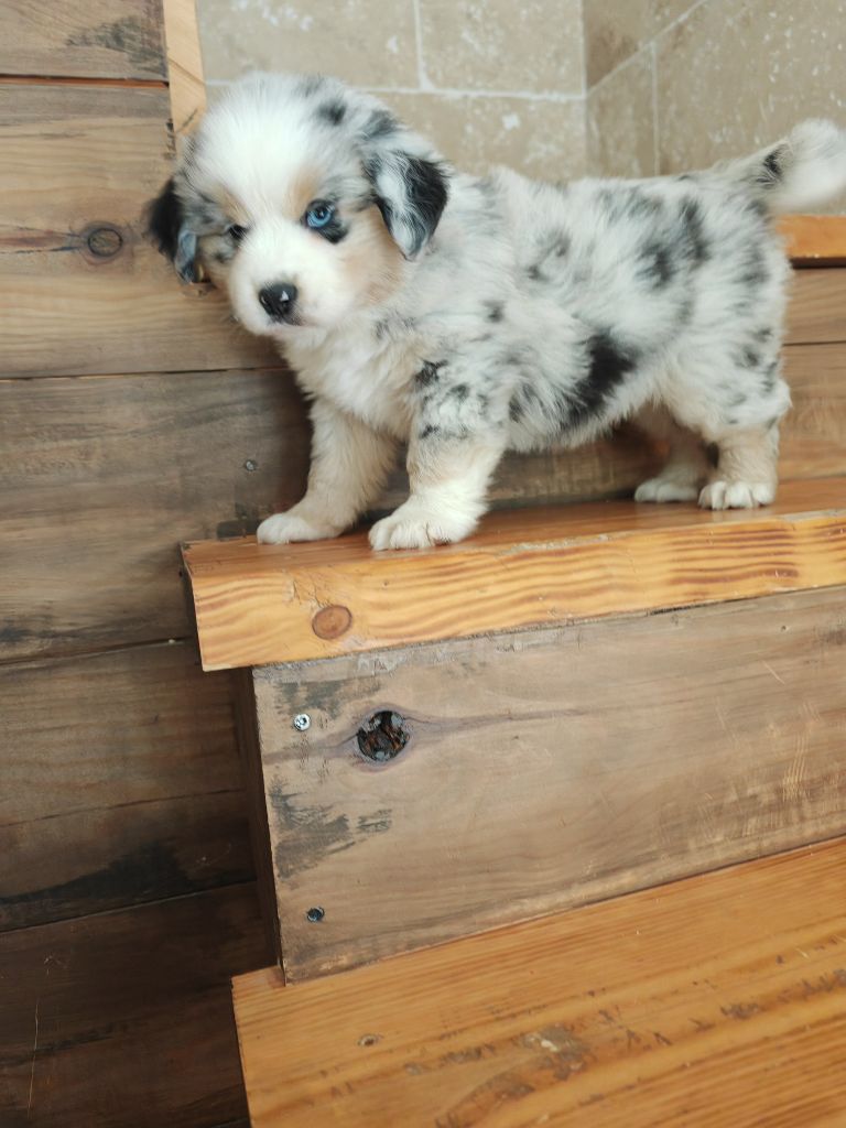 Chiot Berger Américain Miniature  du Royaume de Nohee