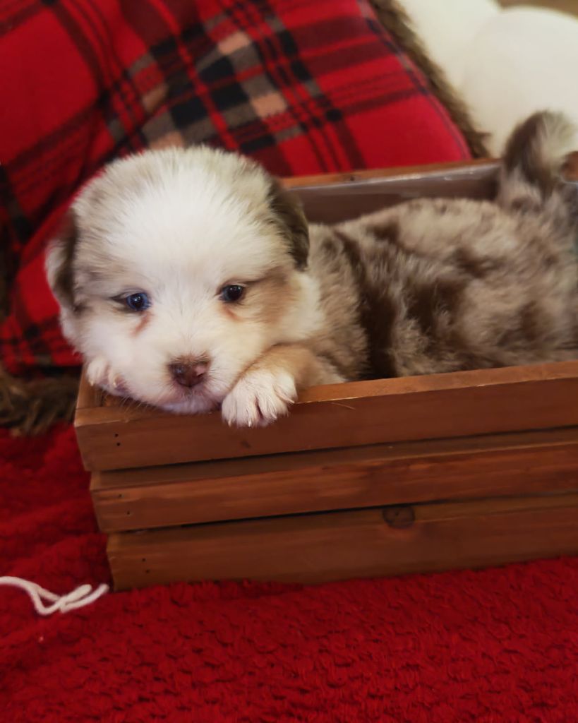 du Royaume de Nohee - Chiots disponibles - Berger Américain Miniature 