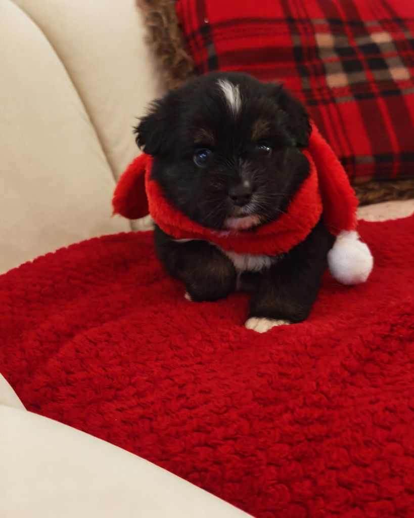 du Royaume de Nohee - Chiots disponibles - Berger Américain Miniature 