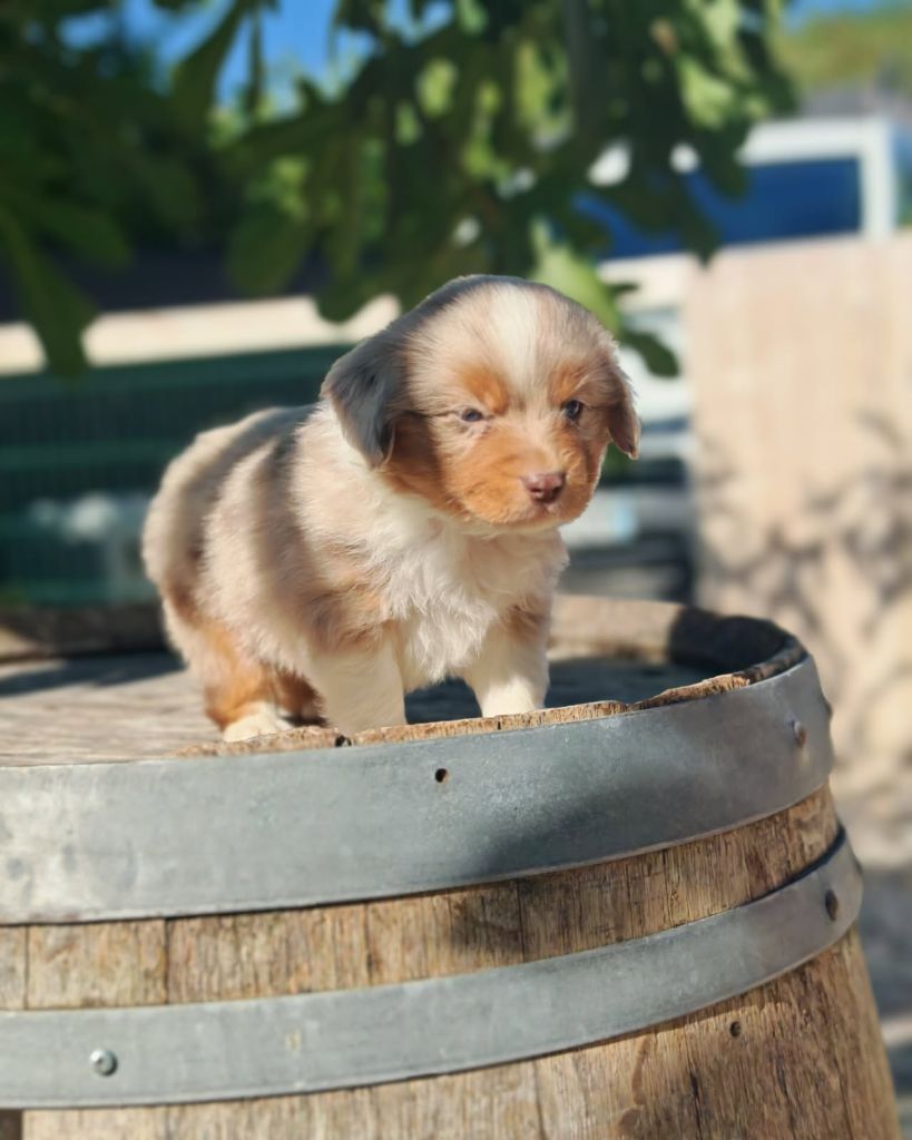 du Royaume de Nohee - Chiots disponibles - Berger Américain Miniature 
