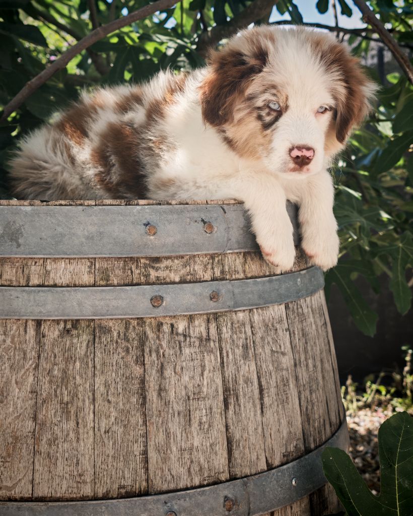 du Royaume de Nohee - Chiots disponibles - Berger Américain Miniature 